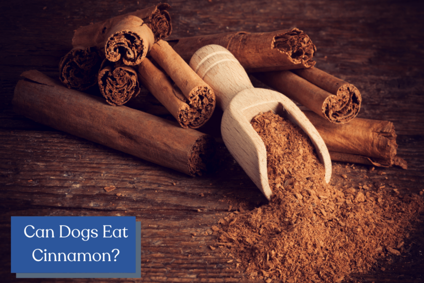 Can Dogs Eat Cinnamon? (And How Much)