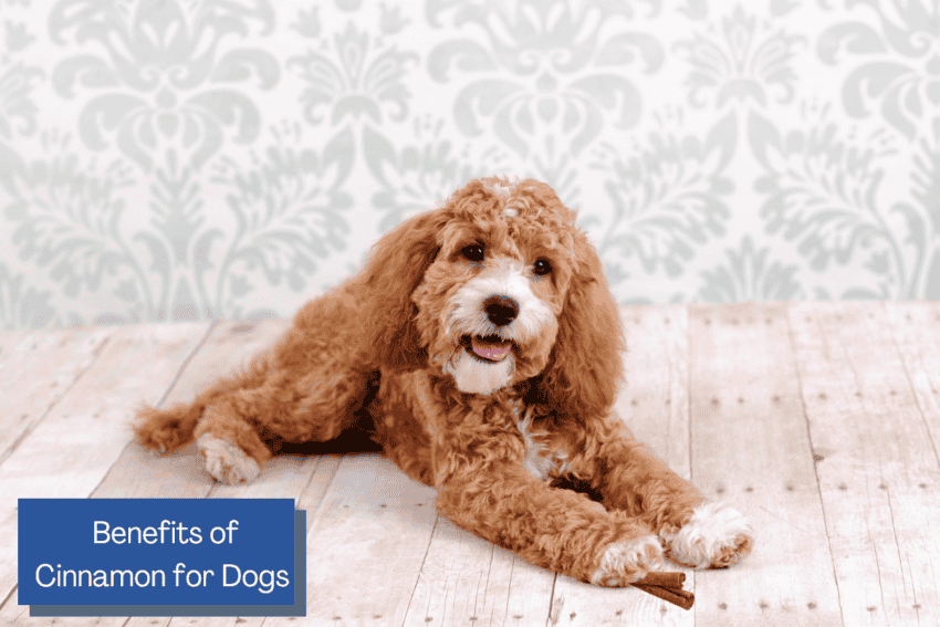 A cute brown and white dog holding a cinnamon sticks with text "Benefits of Cinnamon for dogs"