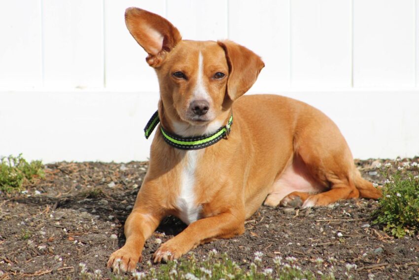 Chiweenie dog with one floppy ear and one that stands upright