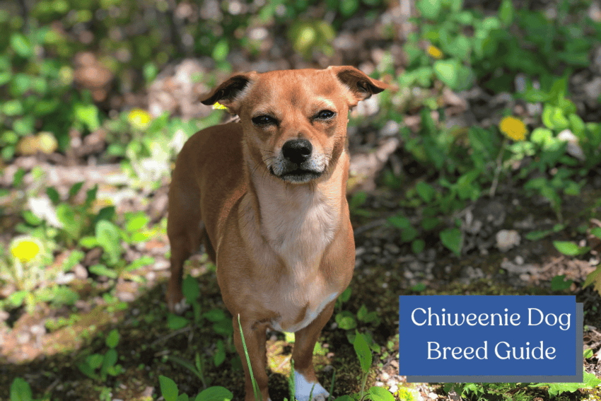 Discover the adorable charm of Chiweenie dogs - a delightful blend of Chihuahua and Dachshund. Explore their unique traits and lovable personalities. 🐕