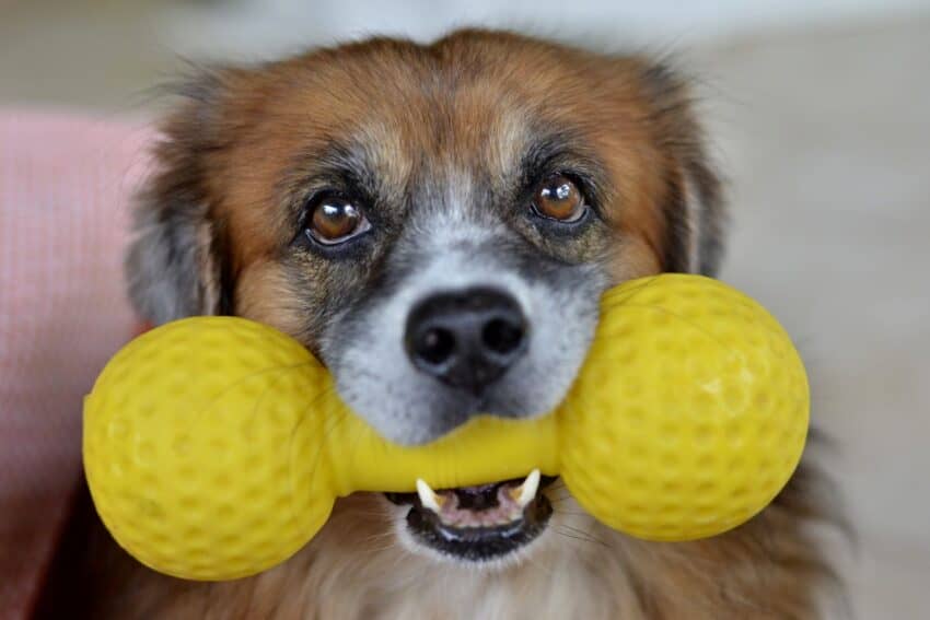 Squeaky toys are mentally stimulating for dogs