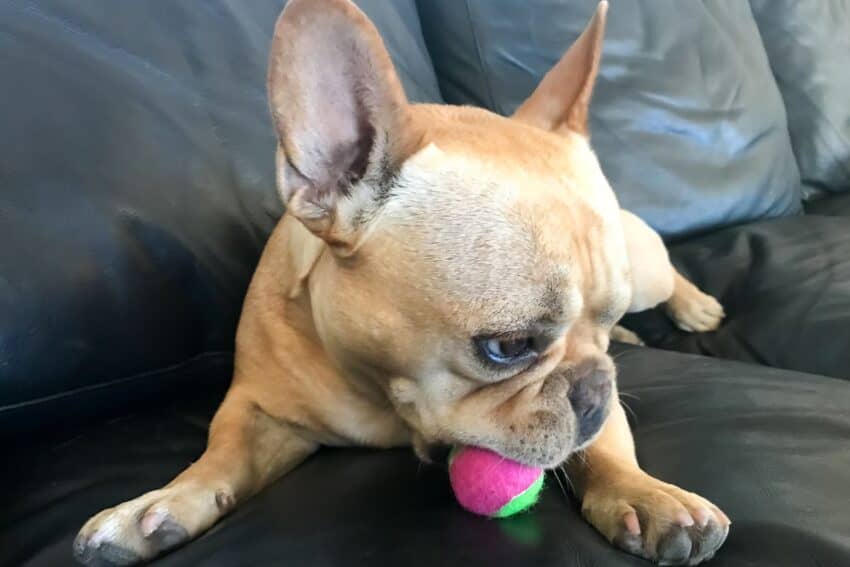 Why dogs love squeaky toys so much