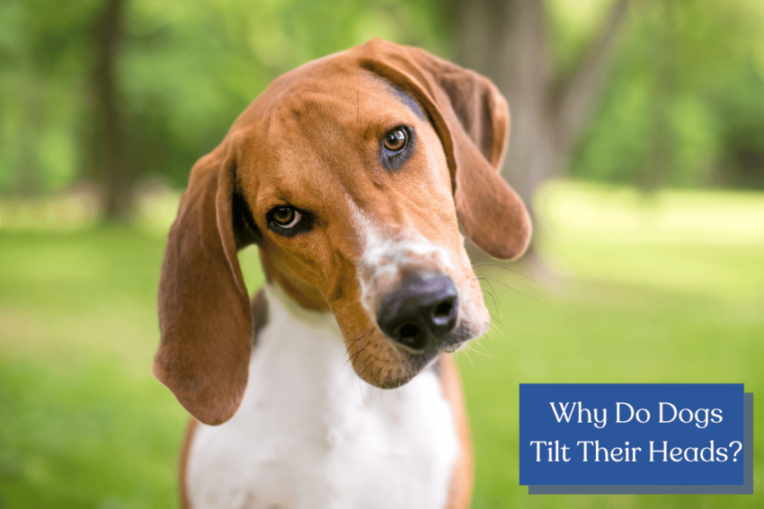 Why do dogs tilt their heads?  Discover the intriguing reasons behind this heart-melting gesture and gain insights into your furry friend's inquisitive nature!