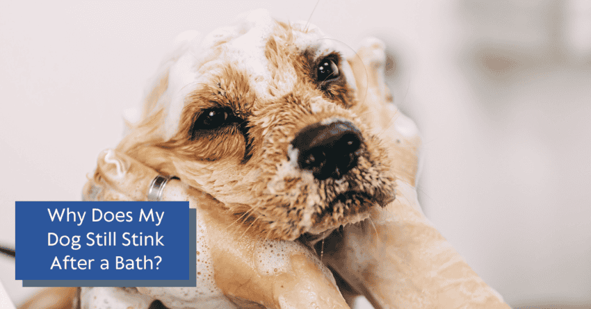 Why Does My Dog Still Stink After A Bath? - DogVills