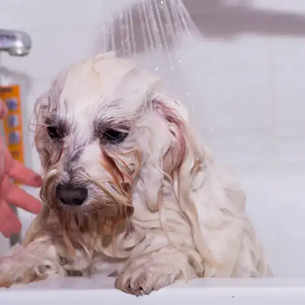 DogVills All About Dogs