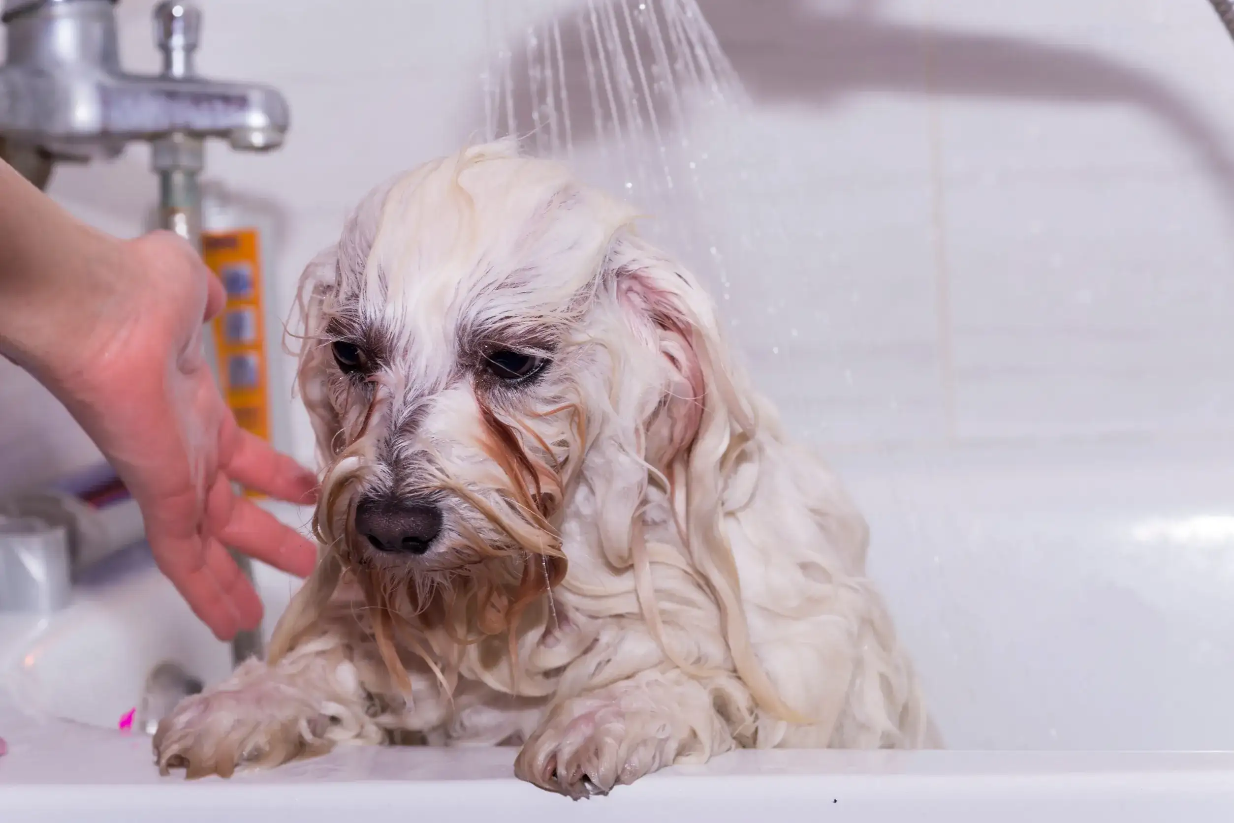 Why Does My Canine Stink After A Tub?
