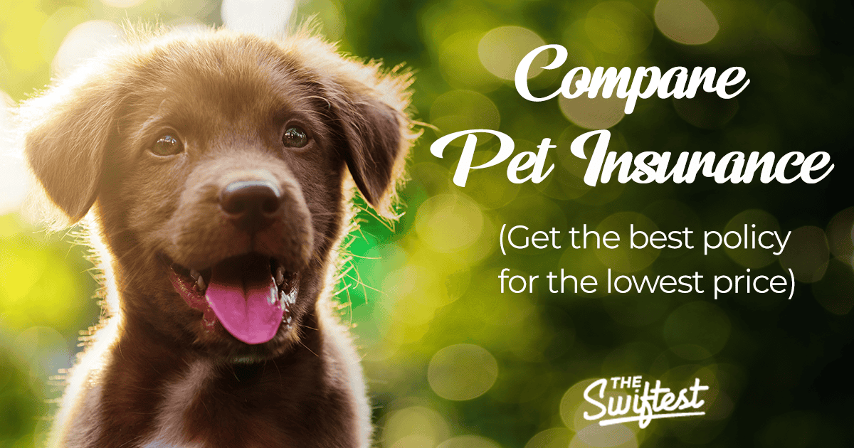14 FAQs About Pet Insurance for Dogs [with Answers] DogVills