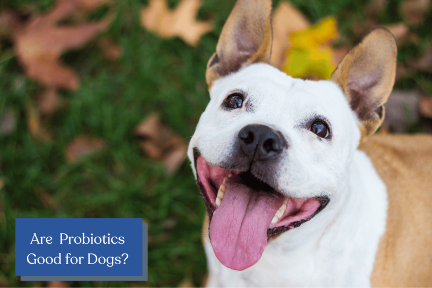 Discover the Power of Probiotics for Dogs: Enhance their Health and Well-being Naturally. Expert insights on pet care and wellness.