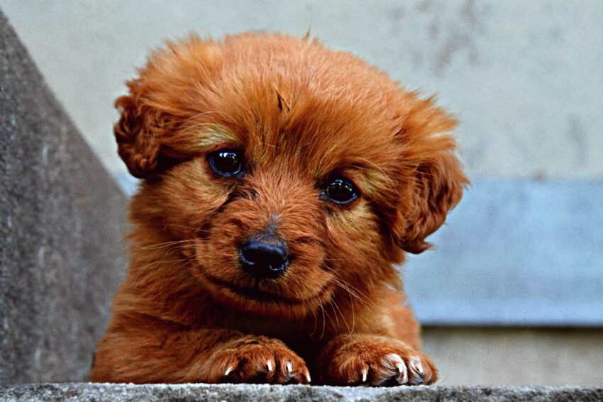 Cute brown puppy with white dog whiskers