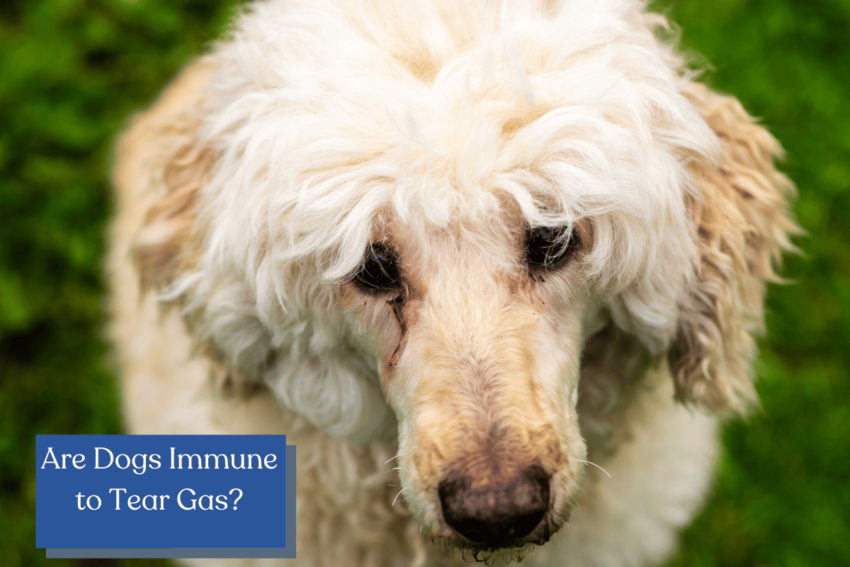 Discover the truth behind the question "Are dogs immune to tear gas?" and learn about the potential dangers of exposing your furry friend to the harsh chemical.