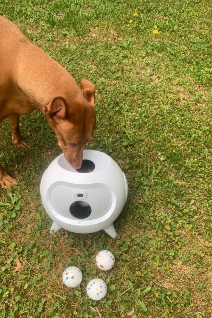 iRetriever Automatic Ball Launcher Review