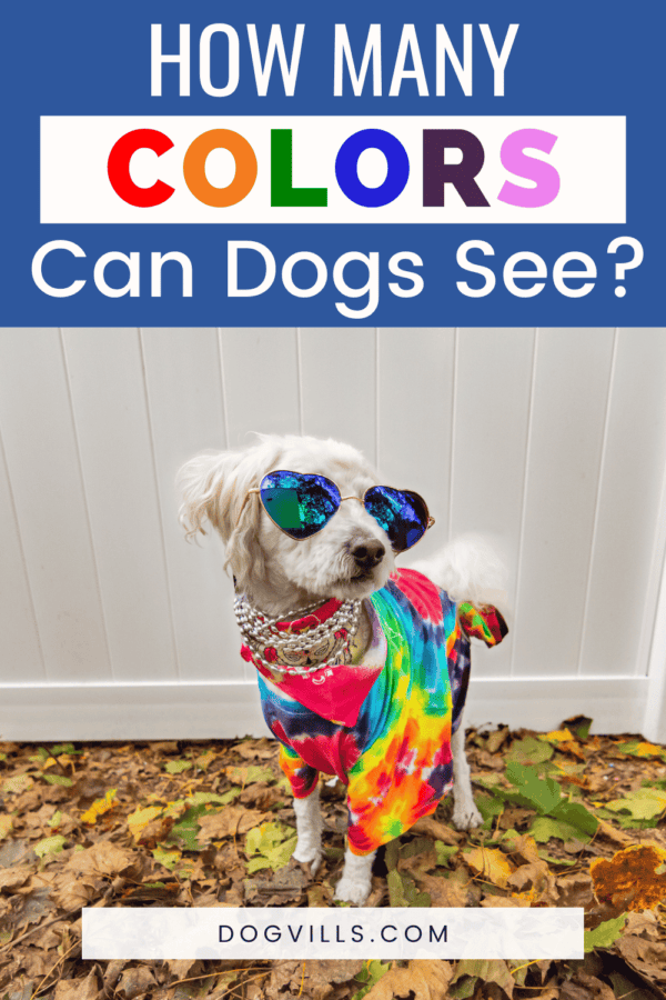 What Colors Can Dogs See? Unveiling the Mysterious Canine Visual Palette DogVills