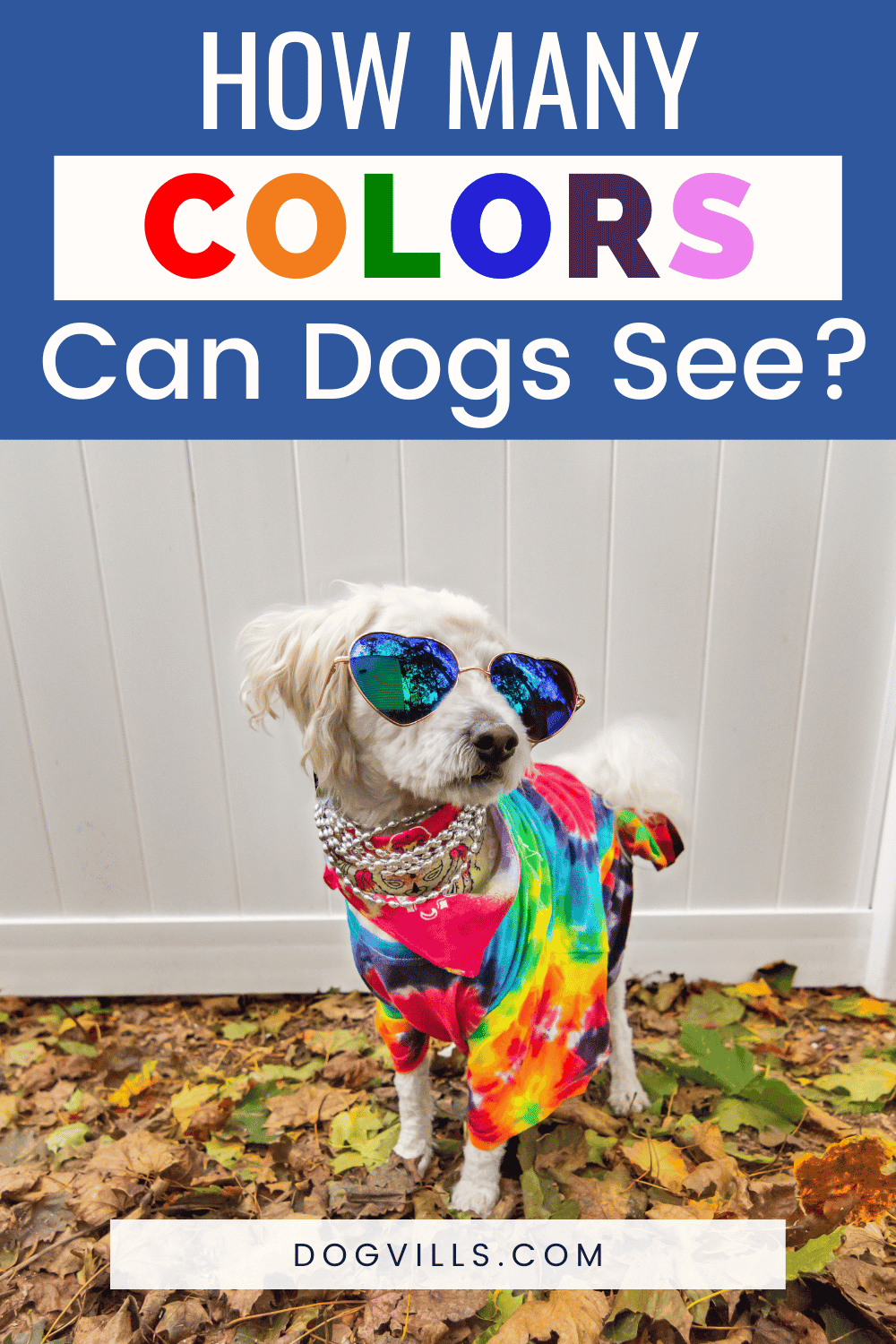 holi color dog