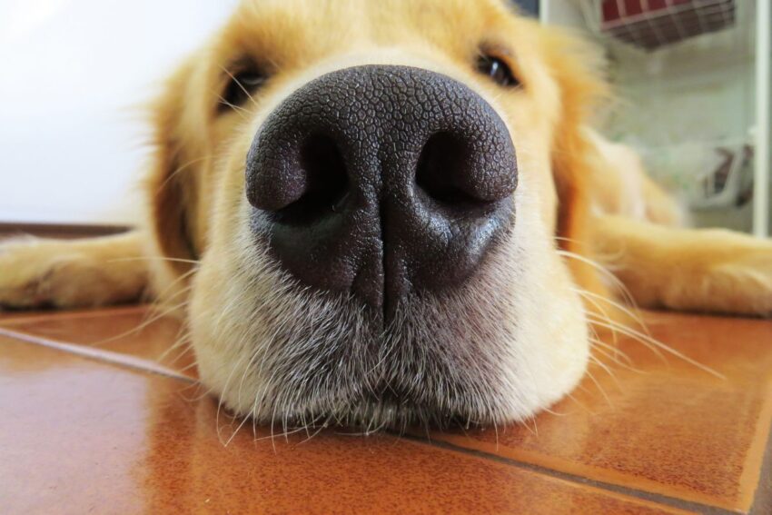 Closeup of a golden retriever's nose showing his white dog whiskers