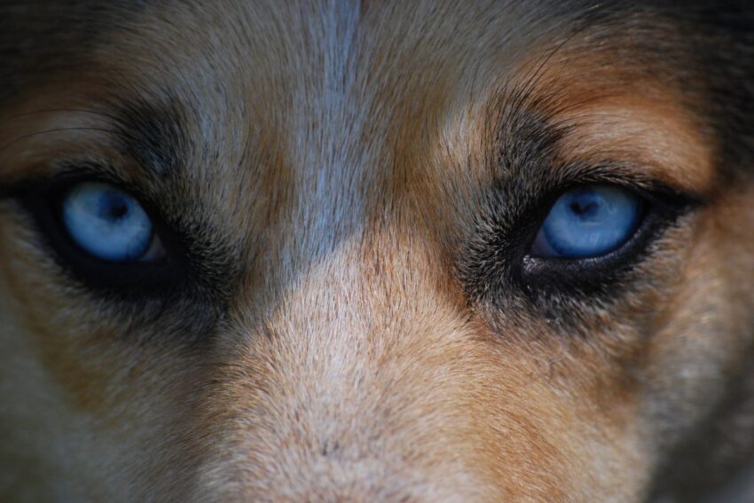 Dogs have whiskers around their eyes