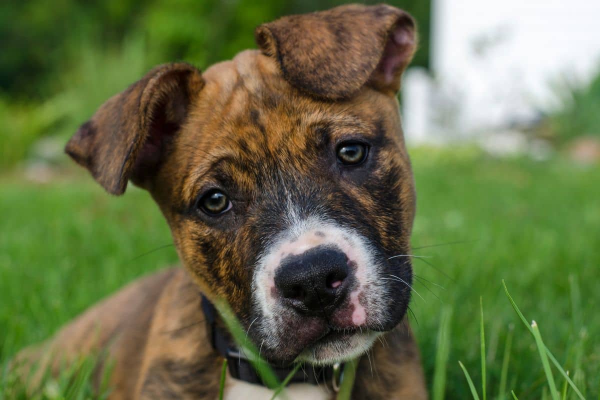 dog gets spooked at night Why Do Dogs Tilt Their Heads? 9 Fascinating Reasons Behind This Cute Canine Behavior