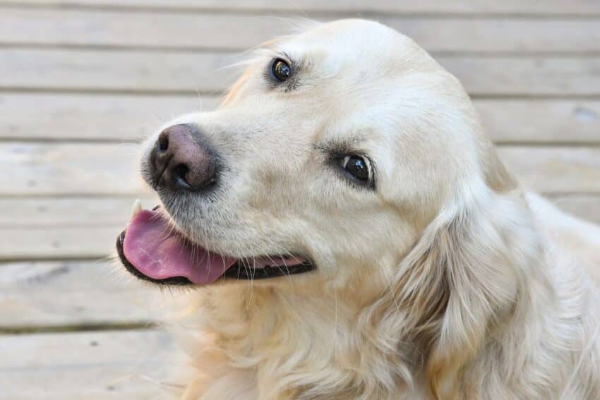 Why do dogs tilt their heads?