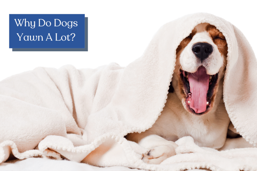 Why do dogs yawn a lot? Are they tired? Bored? Or are they trying to tell us something else entirely? Discover the intriguing reasons behind this dog behavior!