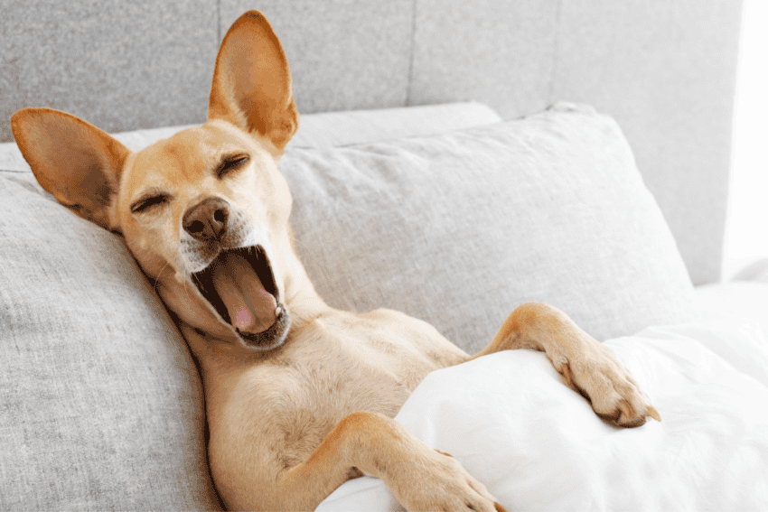 Adorable dog yawing in bed