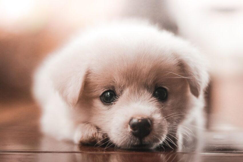 Close up of a white puppy with whiskers