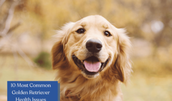 Discover the top 10 health issues that Golden Retrievers are prone to and learn how to identify and manage them