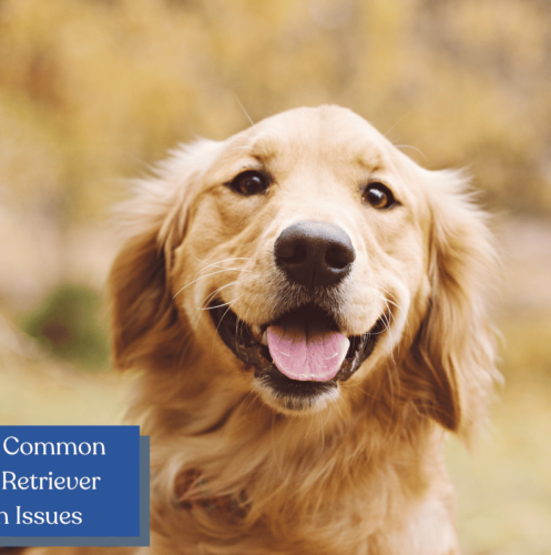 Discover the top 10 health issues that Golden Retrievers are prone to and learn how to identify and manage them