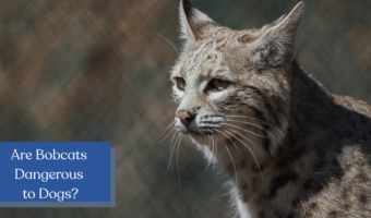 Are bobcats dangerous to dogs? Find out if these wild kitties pose a threat to your pup, plus learn about other wild animals that are dangerous to dogs!
