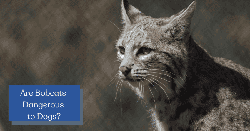 Are Bobcats Harmful to Canines? - animalonly.com