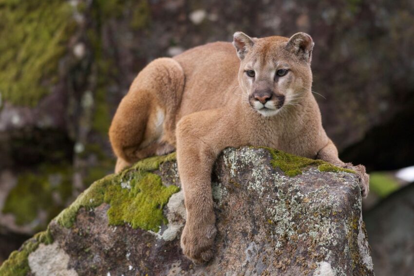 Other Wild Animals That Are Dangerous to Dogs: Mountain Lions
