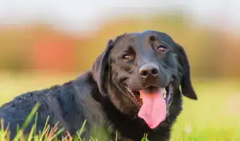 English Labrador Retriever