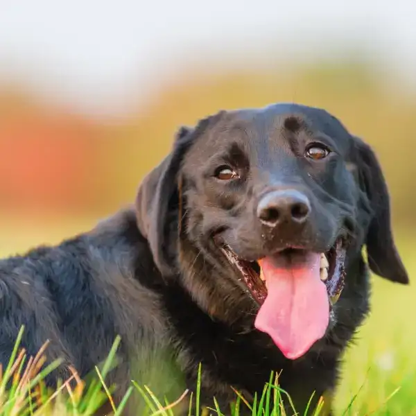 dog gets spooked at night Anxiety Spray for Dogs: Does it Really Work?