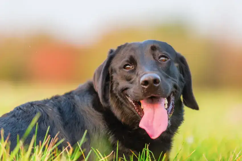 English Labrador Retriever