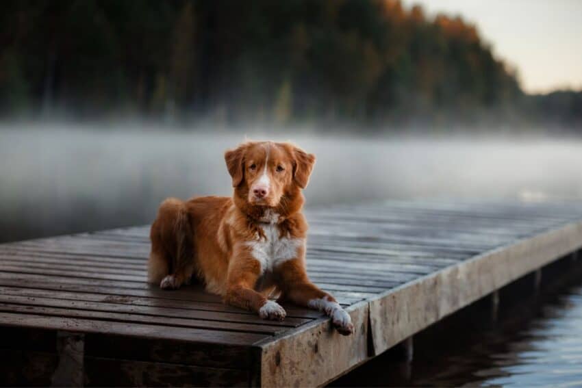 Nova Scotia Duck Tolling Retrievers