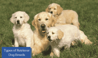 Types of Retriever Dog Breeds