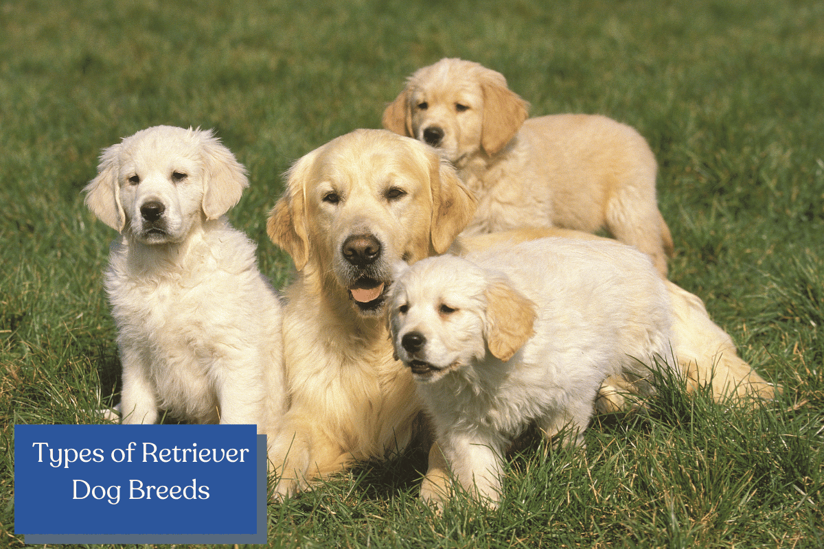 Types of Retriever Dog Breeds