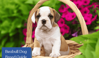 Dive into the world of Beabulls! Discover the charming characteristics, history, and care tips for this delightful Beagle and Bulldog mix in our blog post.