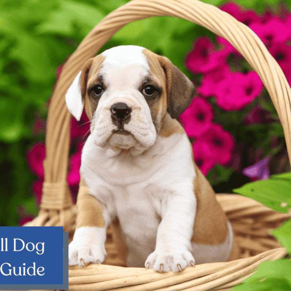 Dive into the world of Beabulls! Discover the charming characteristics, history, and care tips for this delightful Beagle and Bulldog mix in our blog post.