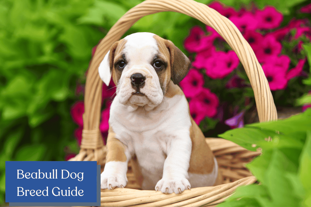 Dive into the world of Beabulls! Discover the charming characteristics, history, and care tips for this delightful Beagle and Bulldog mix in our blog post.
