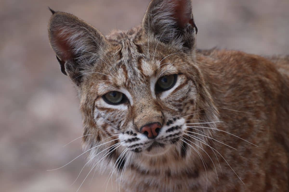 Are Bobcats Dangerous to Dogs? DogVills