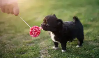 Can dogs eat peppermint? Learn about the potential risks and benefits of this refreshing herb for your furry friend's well-being in our in-depth guide!