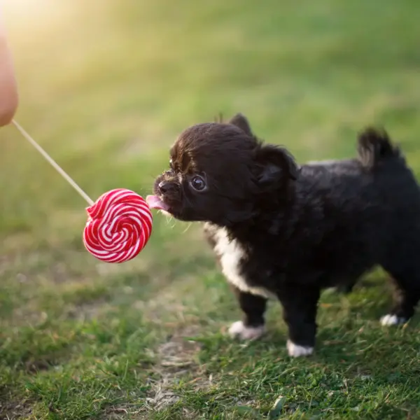 Can dogs eat peppermint? Learn about the potential risks and benefits of this refreshing herb for your furry friend's well-being in our in-depth guide!