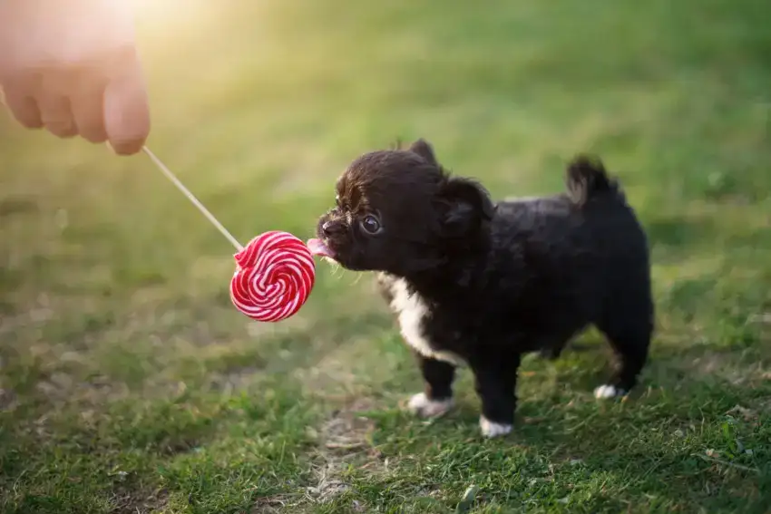 Can dogs eat peppermint? Learn about the potential risks and benefits of this refreshing herb for your furry friend's well-being in our in-depth guide!