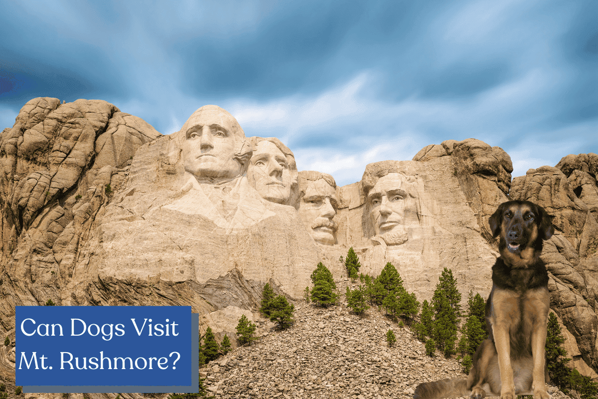 Are Canine Allowed at Mount Rushmore or Different Nationwide Monuments