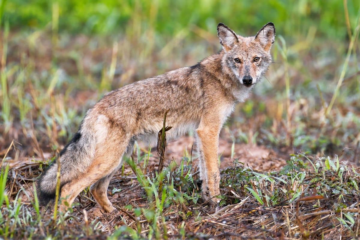 Are Bobcats Dangerous to Dogs? to Pet Hut!
