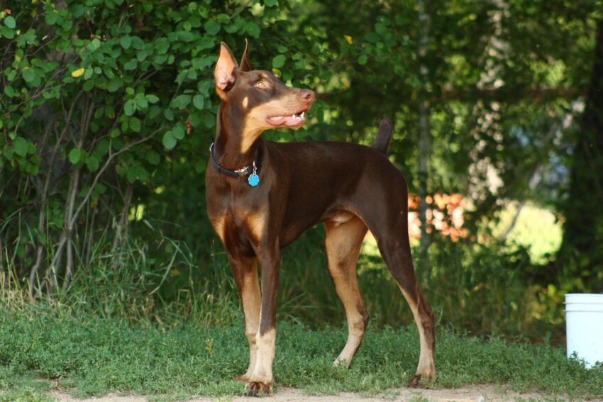 Notable Breeds With Bobbed/Docked Tails: