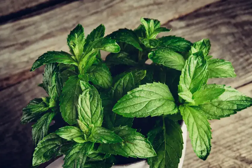 Peppermint leaves on a wooden table