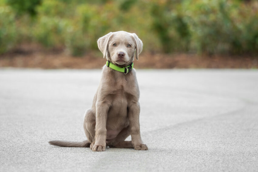 A little silver labrador puppy is playing outside