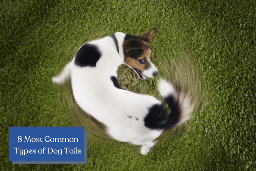 From the elegant carrot to the playful curly, we explore the 8 most common dog tail types, their unique characteristics, and which breeds you'll see them on!