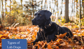 Discover the diverse world of Labrador Retrievers! From charming Chocolate Labs to energetic Yellow Labs and loyal Black Labs, explore the unique traits and personalities that make each type of Lab special in our informative blog post.