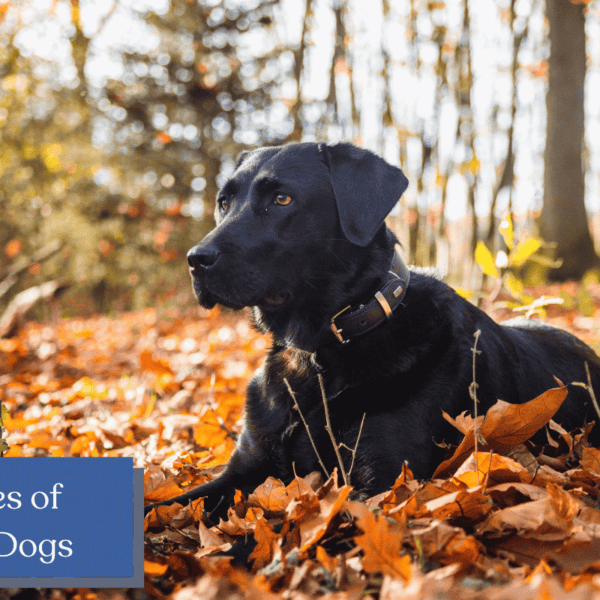 Discover the diverse world of Labrador Retrievers! From charming Chocolate Labs to energetic Yellow Labs and loyal Black Labs, explore the unique traits and personalities that make each type of Lab special in our informative blog post.
